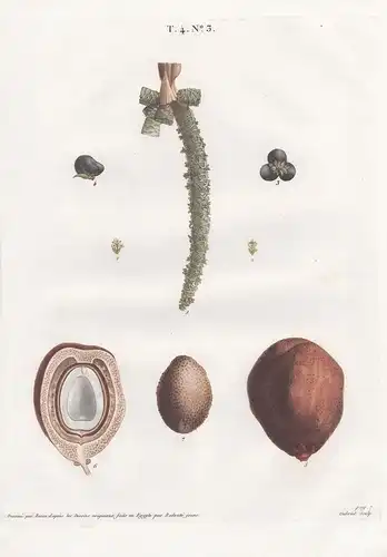 (Hyphaene thebaica) T. 4. No. 3 - Doumpalmen Africa Madagascar Middle East / Palm tree Palme / Botanik botanic