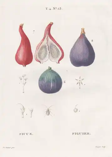 Ficus / Figues.  T. 4. No. 53 - Fig figs Feige Feigen Obst fruit / Botanik botanical botany / Pomologie pomolo