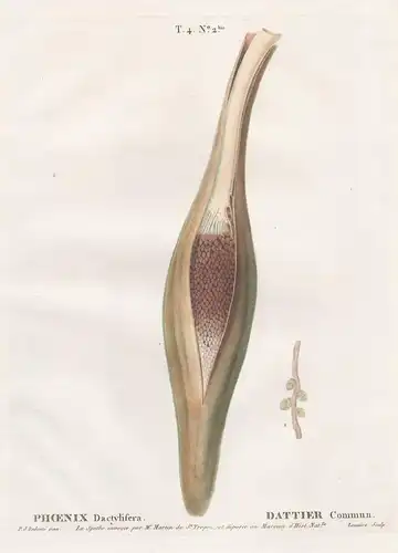 Phenix Dactylifera / Dattier commun. T. 4. No. 2bis. - Echte Dattelpalme Date palm / Botanik botanical botany