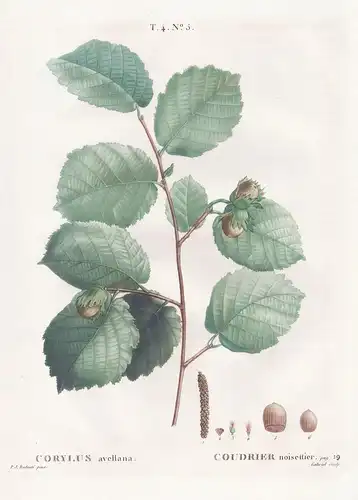 Corylus avellana / Coudrier noisettier. T. 4. No. 5 - Hasel hazel tree Baum / Botanik botanical botany