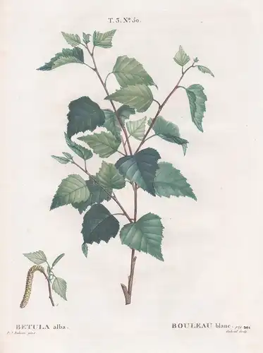 Betula alba / Bouleau blanc.  T. 2. No. 50. - Hänge-Birke silver birch / Botanik botanical botany