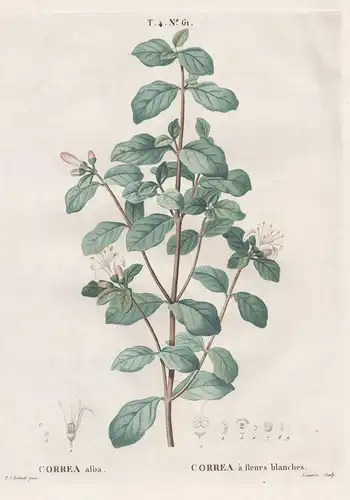 Correa alba / Correa a fleurs blanches. T. 4. No. 61. - white correa / Australia Australien / flower Blume / B