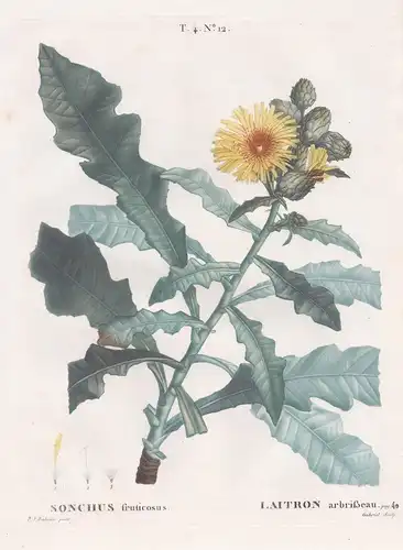 Sonchus fruticosus / Laitron arbrißeau. T. 2. No. 25. - giant sow thistle / flower Blume / Botanik botanical b