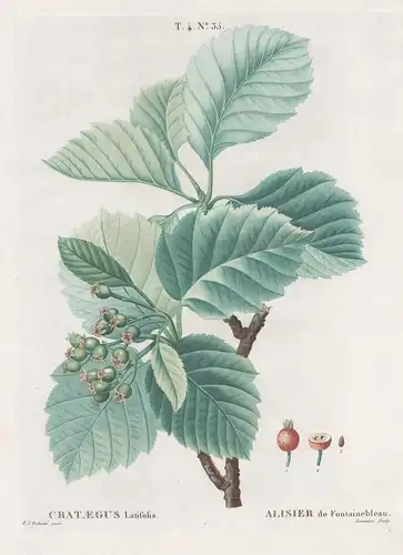 Crataegus Latifolia / Alisier de Fontainebleau. T. 4. No. 35. -  Zweigrifflige Weißdorn  Midland hawthorn / Bl