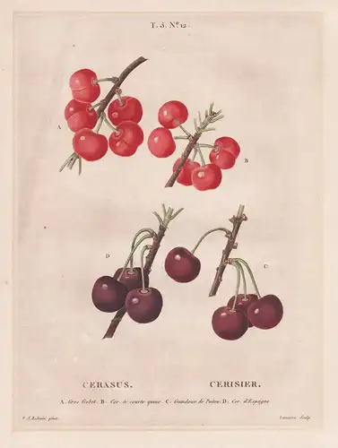 Cerasus / Cerisier. T. 5. No. 12. -  Kirsche cherry tree Kirschbaum / Obst fruit Pomologie / Botanik botanical