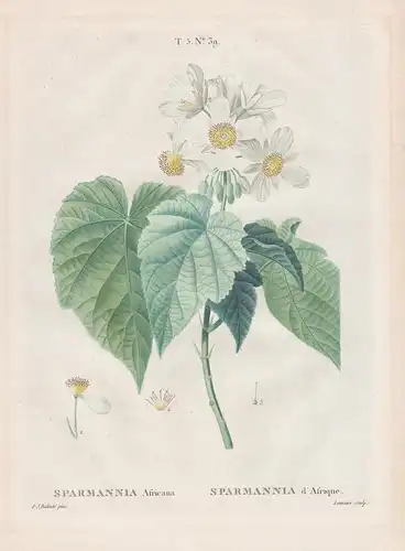 Sparmannia Africana / Sparmannia d'Afrique. T. 5. No. 39. - Kapländische Zimmerlinde African hemp / flower Blu