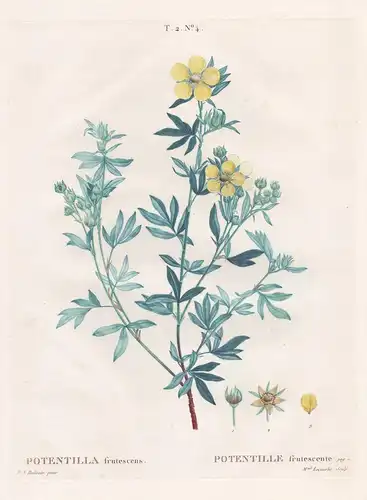 Potentilla frutescens / Potentille frutescente. T. 2. No. 4. - Fünffingerstrauch Dasiphora fruticosa / Blume f