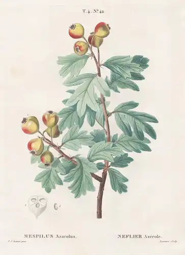 Mespilus azarolus / Neflier azerole. T. 4. No. 42 - Azaroldorn azarole Mediterranean medlar / Botanik botanica