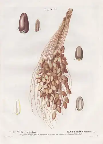 Phenix Dactylifera / Dattier commun. T. 4. No. 3bis. - Echte Dattelpalme Date palm / Botanik botanical botany