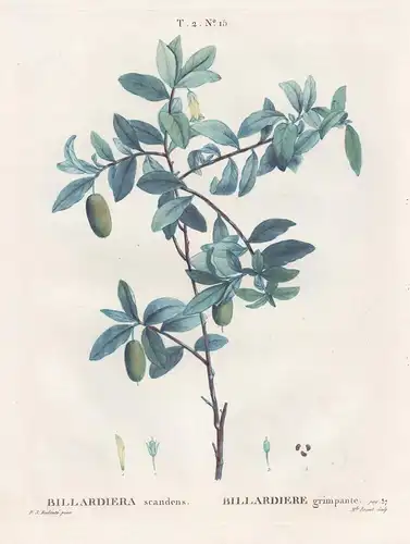 Billardiera scandens / Billardiere grimpante. T. 2. No. 15 - apple berry / Australia Australien / Botanik bota