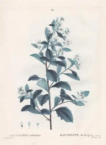 Baccharis halimifolia / Bachante de Virginie - Kreuzstrauch North America / Botanik botanical botany