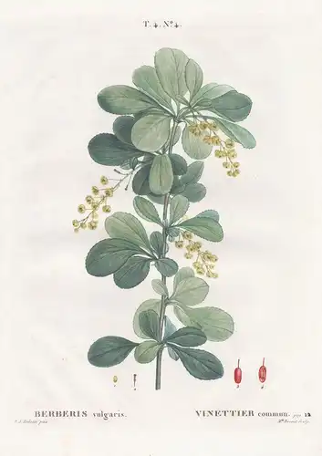 Berberis vulgaris / Vinettier commun. T. 4. No. 4 - Berberitze barberry / Botanik botanical botany