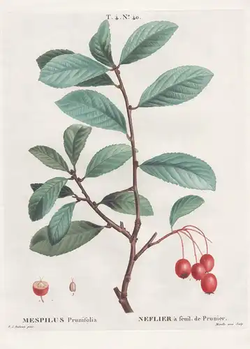 Mespilus Prunifolia / Neflier a feuil. de Prunier. T. 4. No. 40 - Apfelbeeren Aronia chokeberries / Botanik bo