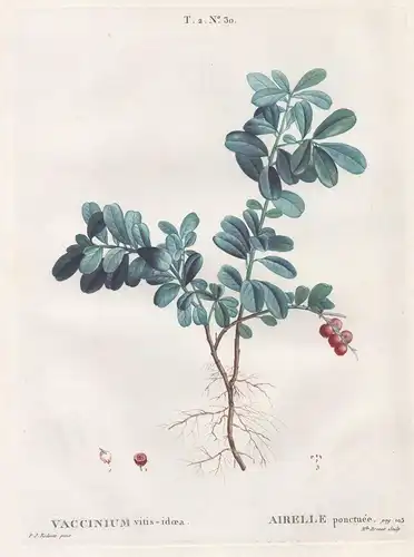 Vaccinium vitis-idoea / Airelle ponctuée.  T. 2. No. 30 - Preiselbeere lingonberry / Obst fruit / Botanik bota