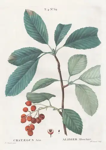 Crataegus aria / Alisier allouchier. T. 4. No. 34 - Whitebeam tree / Botanik botanical botany