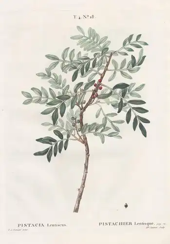 Pistacia lentiscus / Pistachier lentisque.  T. 4. No. 18 - Pistazien Pistazienbaum Pistachio / Botanik botanic