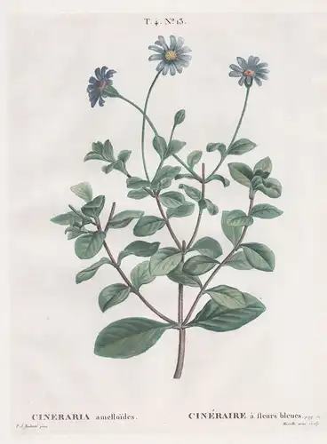 Cineraria amelloides / Cineraire a fleurs bleues. T. 4. No. 13. - Kapaster blue daisy bush / flower Blume / Bo