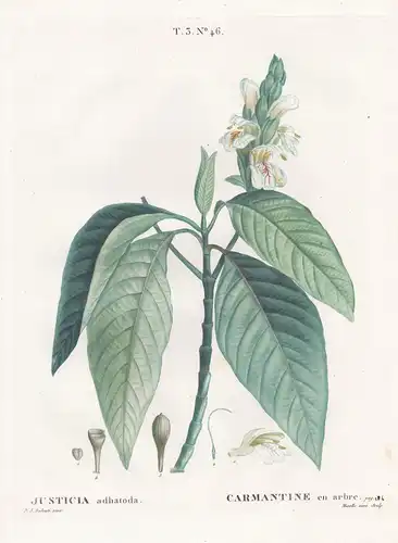 Justicia adhatoda / Carmantine en arbre. T. 3. No. 46. - Malabar nut Indisches Lungenkraut / flower Blume / Bo