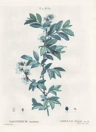 Vaccinium amoenum / Airelle elegant.  T. 2. No. 31 - Heidelbeere Obst fruit / Botanik botanical botany / Pomol