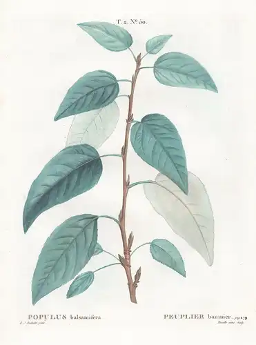 Populus balsamifera / Peuplier baumier.  T. 2. No. 50. - Balsam-Pappel balsam poplar / Botanik botanical botan