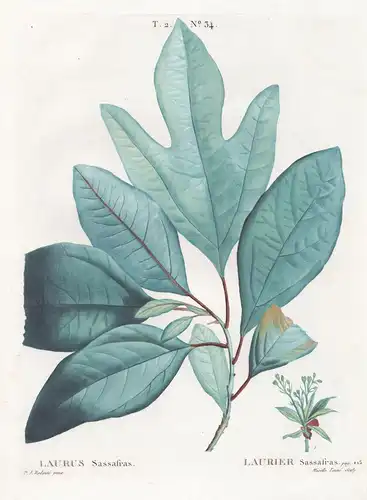 Laurus Sassafras / Laurier Sassafras.  T. 2. No. 34. - Sassafrasbaum sassafras / Botanik botanical botany