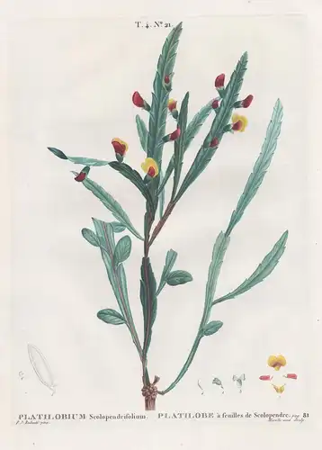 Platilobium Scolopendrifolium / Platilobe a feuilles de Scolopendre.  T. 4. No. 21 - Hirschzunge hart's-tongue