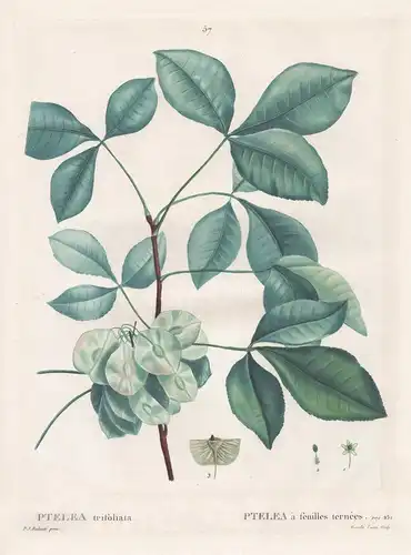Ptelea trifoliata / Ptelea a feuilles ternees - Kleeulme hoptree / Botanik botanical botany