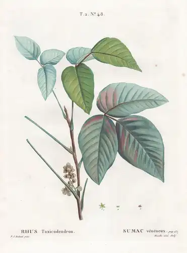 Rhus Toxicodendron / Sumac veneneux.  T. 2. No. 48. - Eichenblättriger Giftsumach Atlantic poison oak / Botani