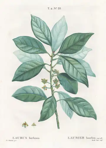 Laurus borbonia / Laurier bourbon.  T. 2. No. 33. - Botanik botanical botany
