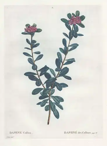Daphne Collina. - Berg-Seidelbast Daphne sericea / Blume flower Blumen flowers / Botanik botanical botany