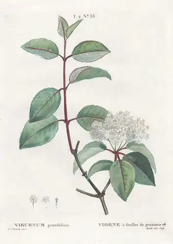 Viburnum / Viorne a feuilles de prunier.  T. 2. No. 38 - Schneeball  / Botanik botanical botany