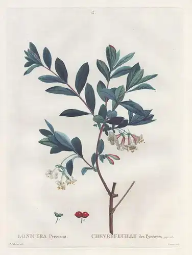 Lonicera pyrenaiea / Chevrefeuille des Pyrenees. T. 2. No. 6. - Pyrenäen-Heckenkirsche Pyrenean honeysuckle /