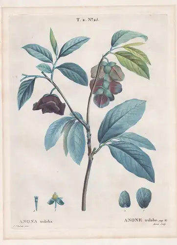 Anona triloba / Anone trilobe. T. 2. No. 25. - Dreilappige Papau  American papaw / Botanik botanical botany