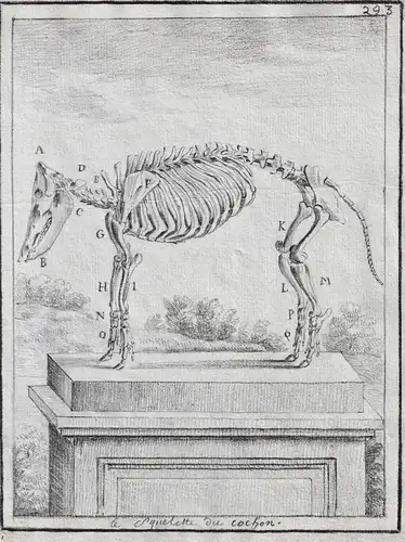 Le Squelette du cochon - Skelett skeleton / pig Schwein pigs Schweine / Tiere animals animaux