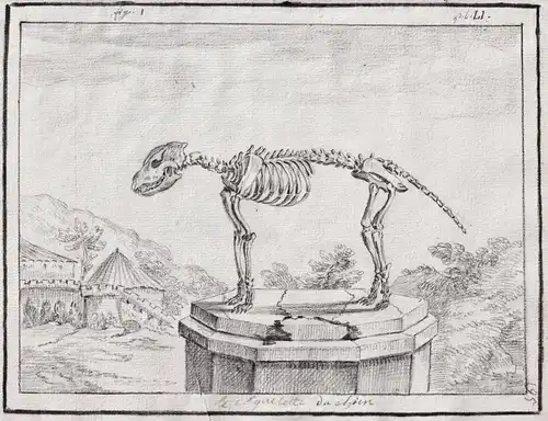 Le Squelette du chien - Skelett skeleton / dog Hund chien Hunde dogs chiens / Anatomie anatomy
