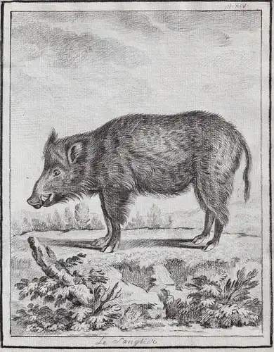 Le Sanglier -  wild boar Wildschwein / Tiere animals animaux