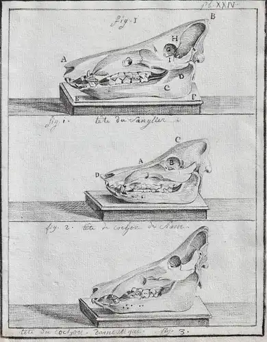 Tete du cochon domestique - Kopf head skull Schädel / pig Schwein pigs Schweine / Tiere animals animaux