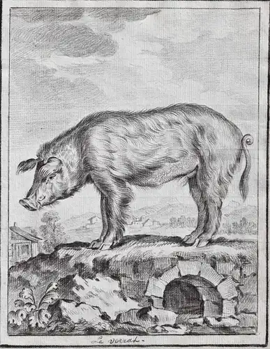 Le Verrat -  wild boar Wildschwein / Tiere animals animaux
