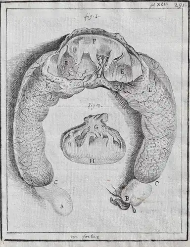 Un foetus - wild boar Wildschwein Schwein Suckling pig Spanferkel / Anatomie anatomy