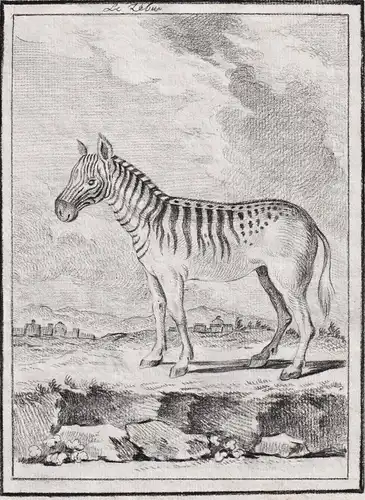 Le Zebra - Zebra Zebras / Tiere animals animaux