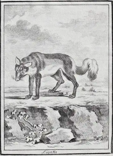 L'Isatis - Fuchs Fox Rotfuchs Renard / Tiere animals animaux