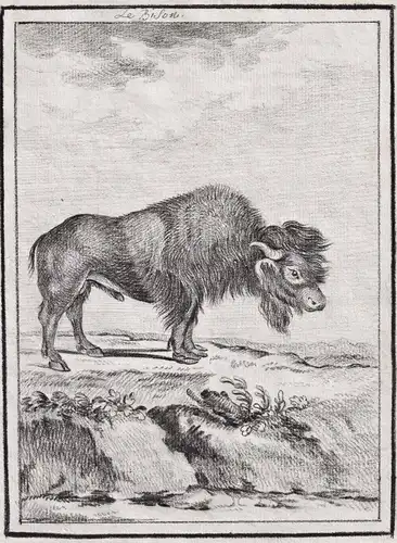 Le Bison - buffalo Büffel / Tiere animals animaux