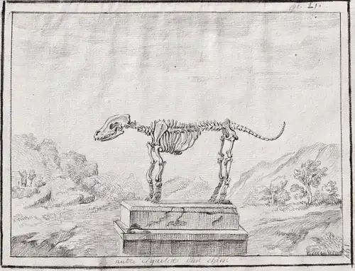 Autre Squelette d'un chien - Skelett skeleton / dog Hund chien Hunde dogs chiens / Anatomie anatomy