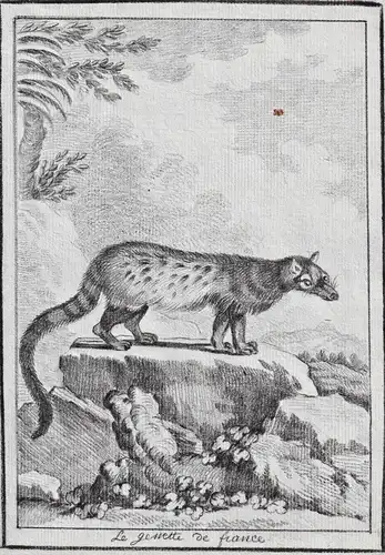 La Genette de France - Ginsterkatzen Genet Genetta Katze cat / Tiere animals animaux