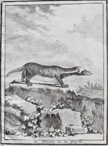 La Fouine de la Guyana - Wiesel weasel Langschwanzwiesel / Guyana / Tiere animals animaux
