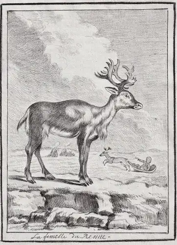 La Femelle du Renne - Rentier Reindeer caribou Ren / Tiere animals animaux