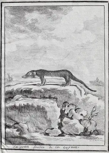 La petit Fouine de la Guyana - Wiesel weasel Langschwanzwiesel / Guyana / Tiere animals animaux