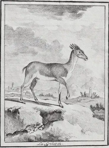 La Grimm - Grimm Antilope Antelope Antilopes / Tiere animals animaux
