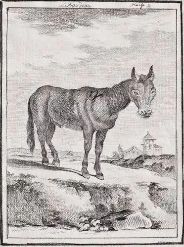 Le Bardeau - Maulesel bardot hinny mule / Tiere animals animaux