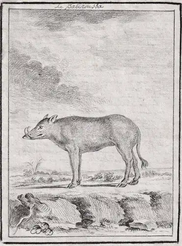 Le Babiroussa - Hirscheber Babirusa deer-pigs pig Schwein